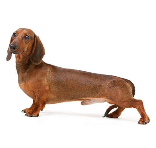 Dachshund store bred for